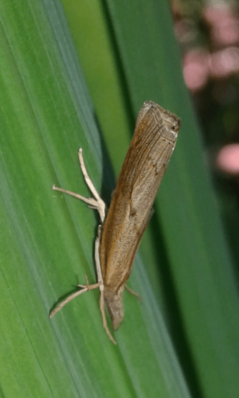 Pediasia contaminella (Crambidae)? S